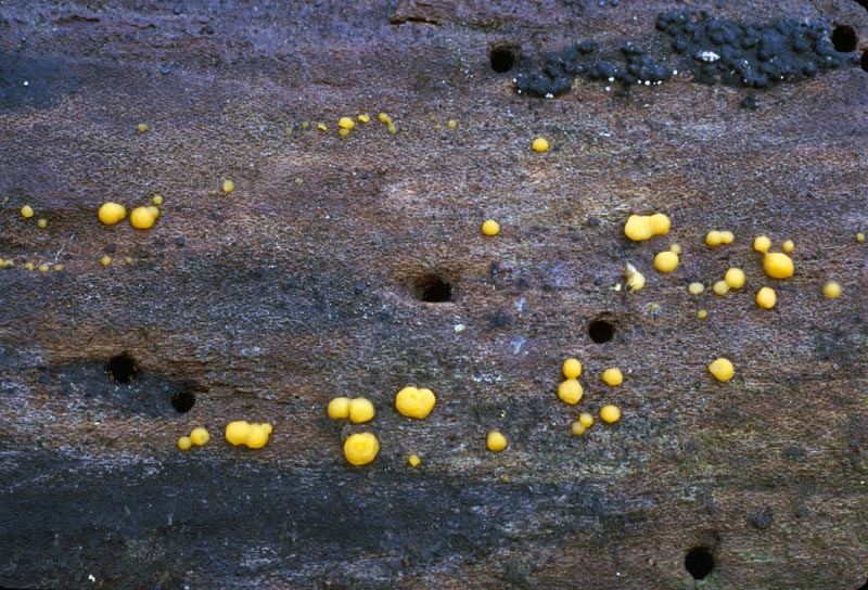 Dacrymyces stillatus